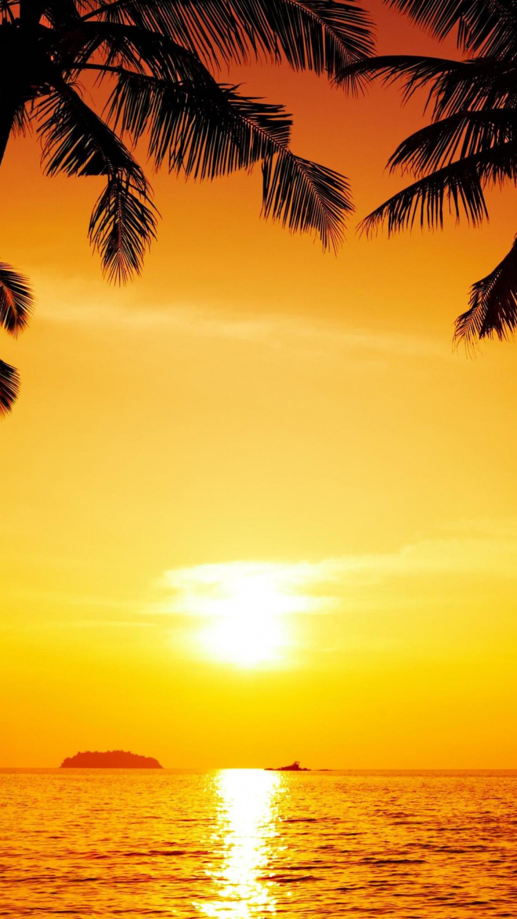 Silhouette de Palmier Pendant le Coucher du Soleil. Wallpaper in 750x1334 Resolution