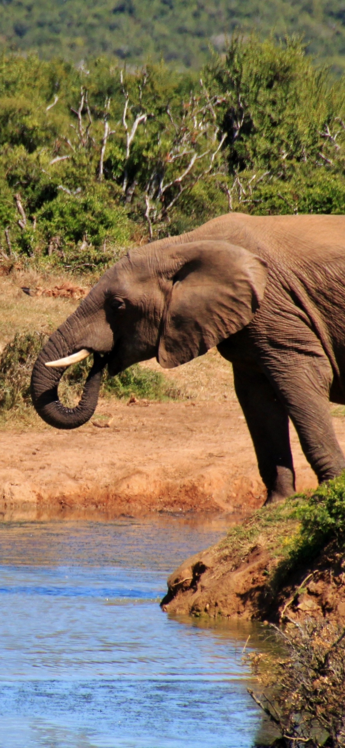 Elefanten Trinken Tagsüber Wasser am Fluss. Wallpaper in 1125x2436 Resolution