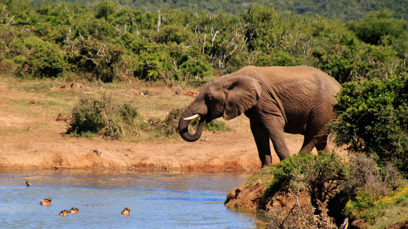 Elefanten Trinken Tagsüber Wasser am Fluss. Wallpaper in 1366x768 Resolution