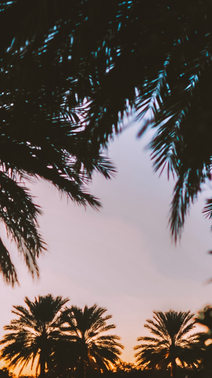 Palme, Baum, Natur, Woody Pflanze, Blatt. Wallpaper in 720x1280 Resolution