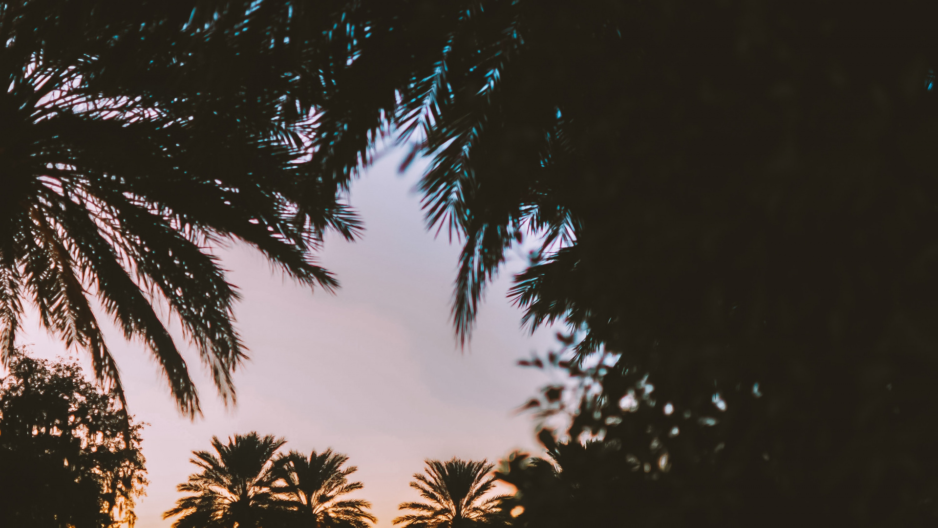 Palmera, Naturaleza, Planta Leñosa, Mañana, Sucursal. Wallpaper in 1920x1080 Resolution