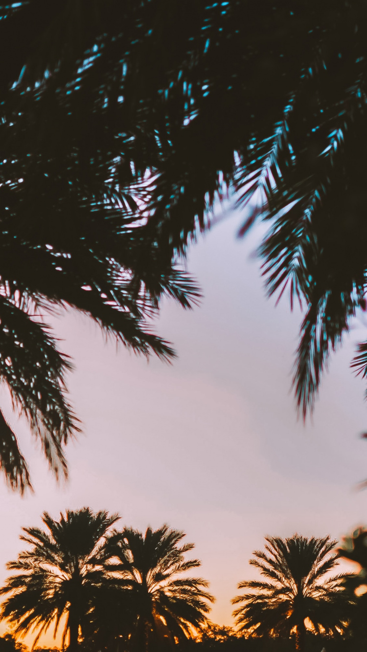 Palmera, Naturaleza, Planta Leñosa, Mañana, Sucursal. Wallpaper in 750x1334 Resolution