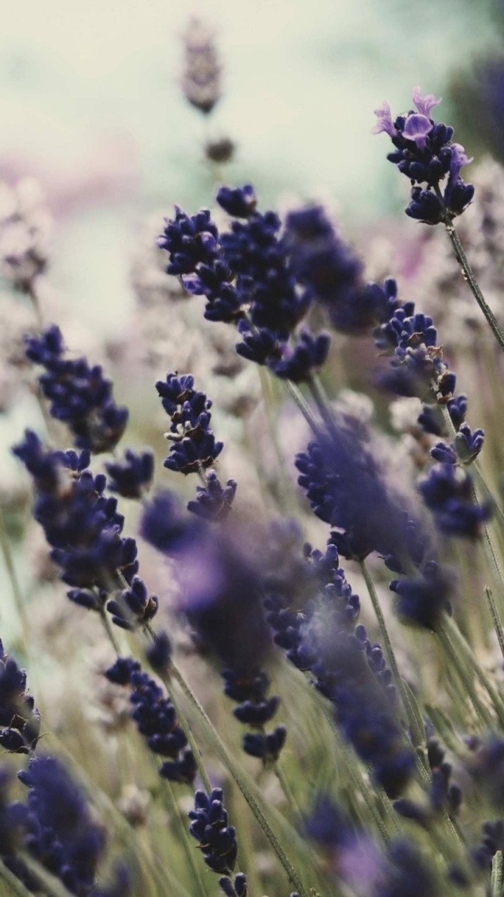 Purple Flower in Close up Photography. Wallpaper in 720x1280 Resolution