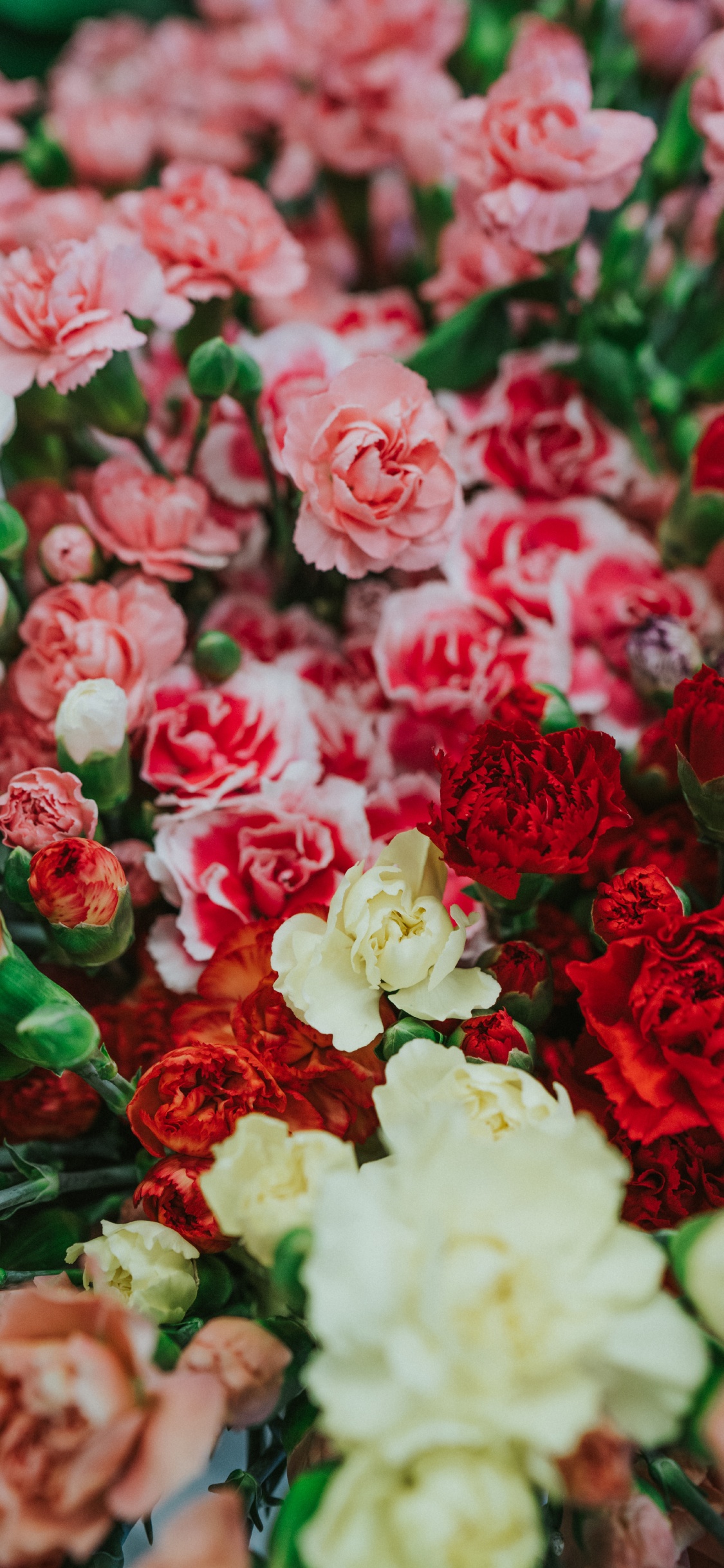 White and Red Roses in Close up Photography. Wallpaper in 1125x2436 Resolution