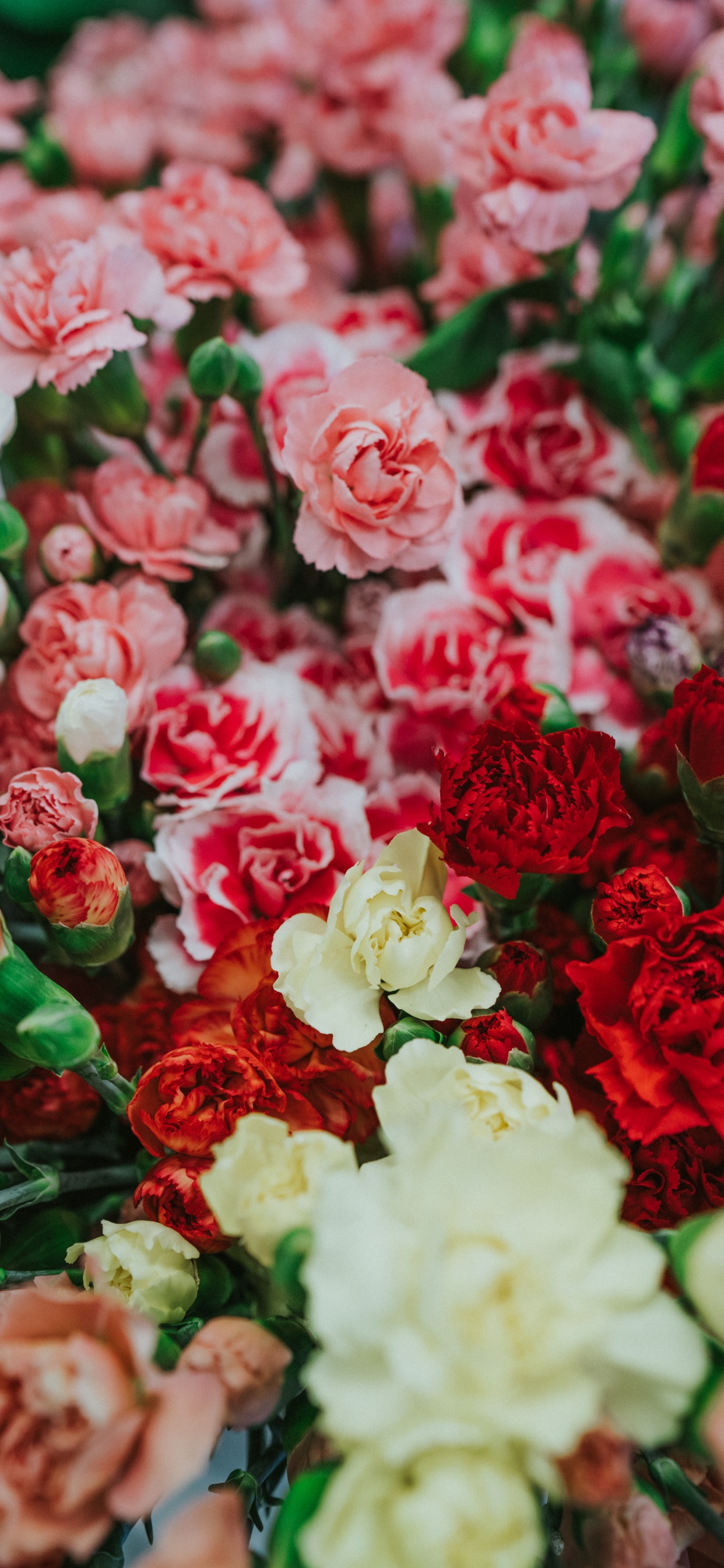 White and Red Roses in Close up Photography. Wallpaper in 1242x2688 Resolution