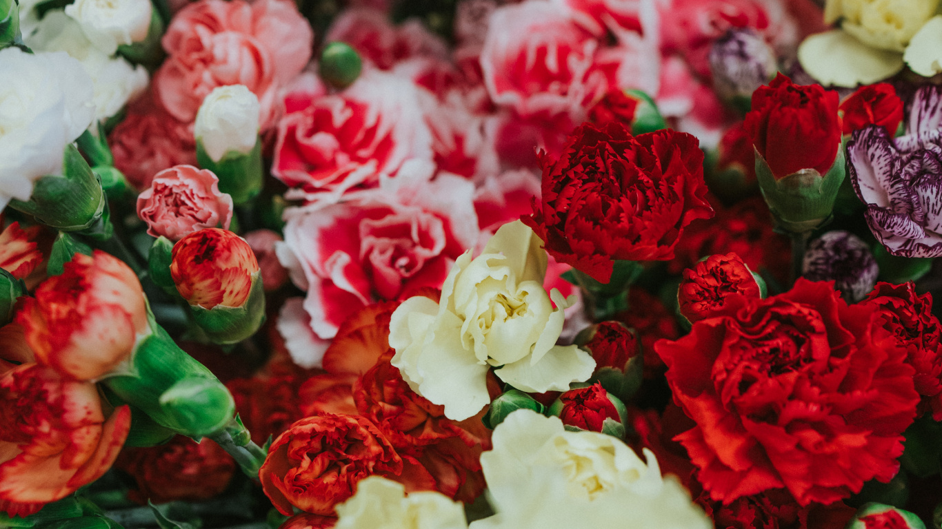 White and Red Roses in Close up Photography. Wallpaper in 1366x768 Resolution