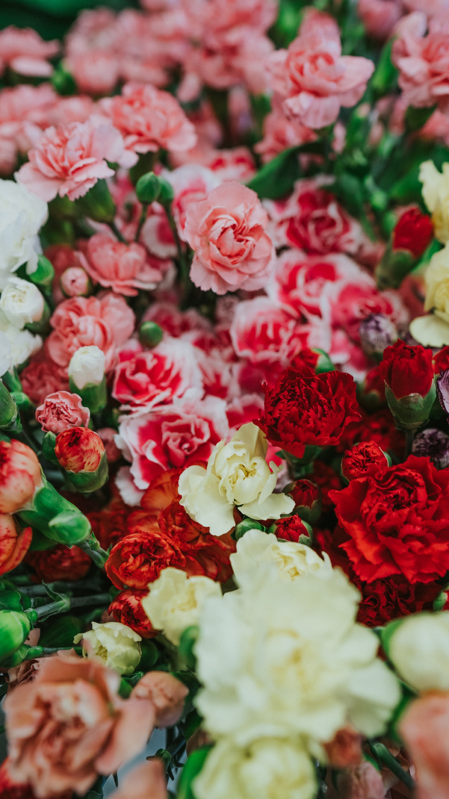 White and Red Roses in Close up Photography. Wallpaper in 1440x2560 Resolution