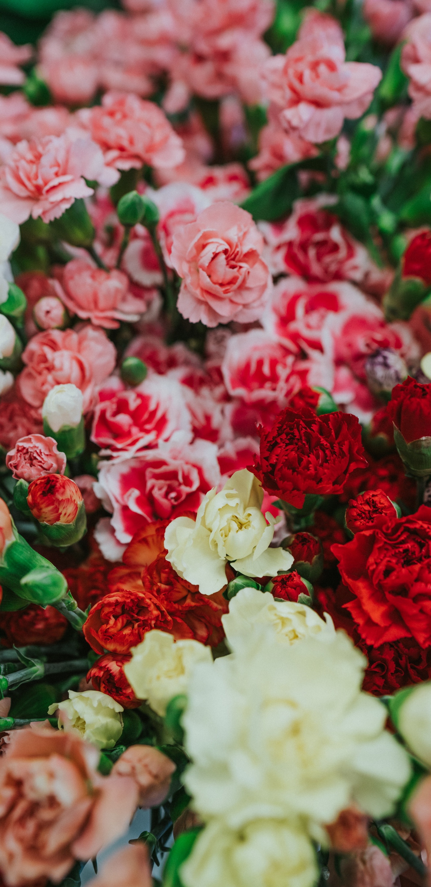 White and Red Roses in Close up Photography. Wallpaper in 1440x2960 Resolution