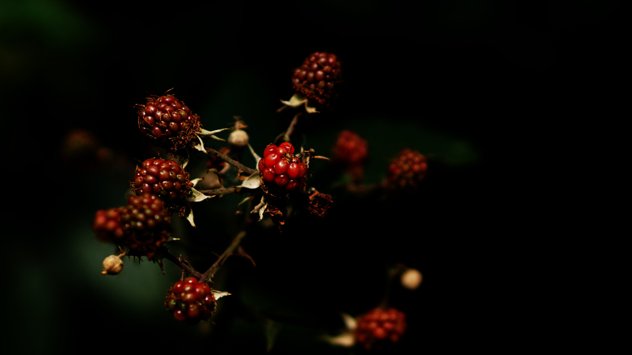 Red Round Fruits in Close up Photography. Wallpaper in 1280x720 Resolution