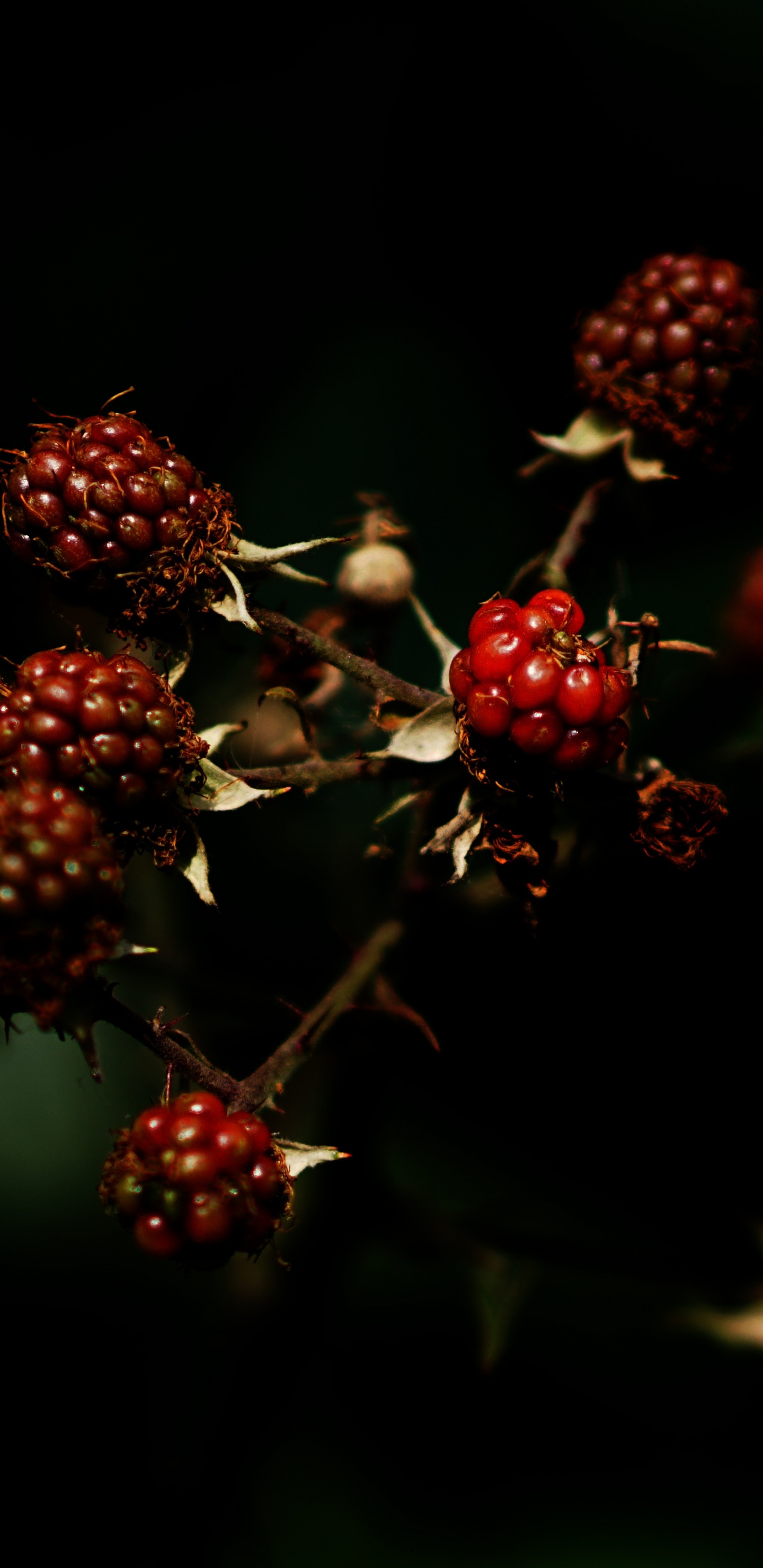 Red Round Fruits in Close up Photography. Wallpaper in 1440x2960 Resolution