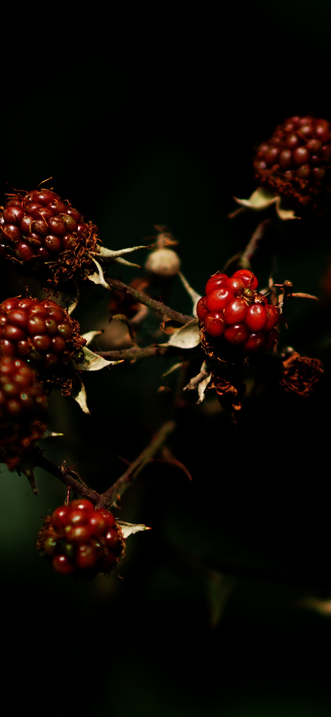 Rote Runde Früchte in Der Nahaufnahme. Wallpaper in 1125x2436 Resolution