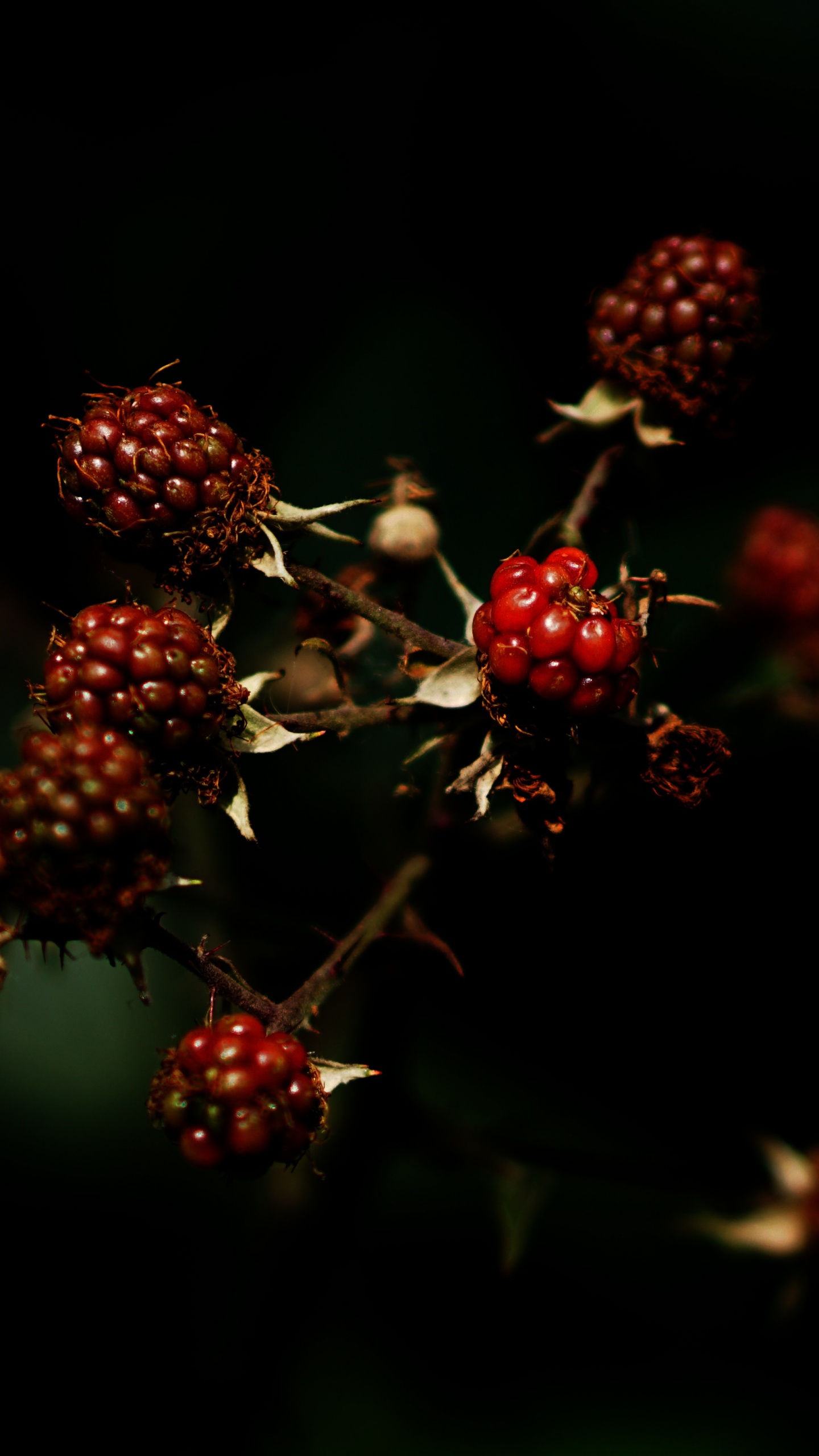 Frutos Rojos Redondos en Fotografía de Cerca. Wallpaper in 1440x2560 Resolution