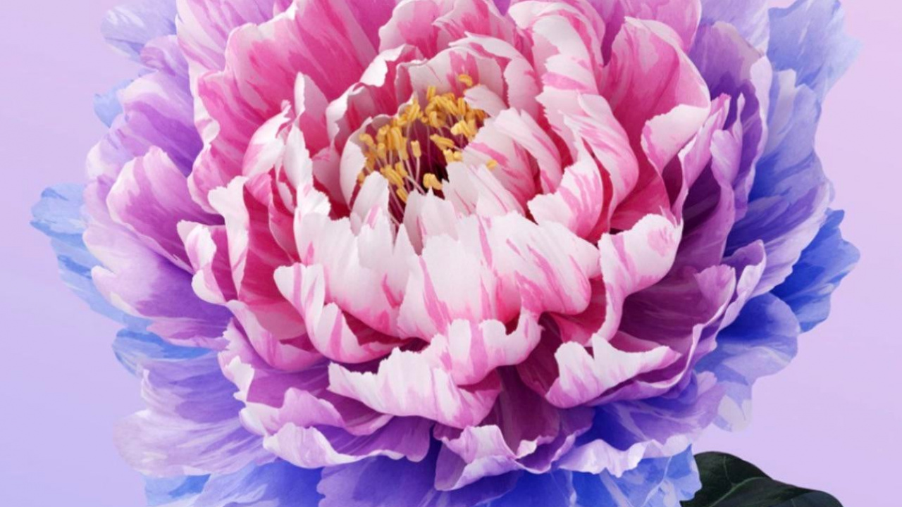 Flower, Alive, Vivo, Peony, Operating System. Wallpaper in 1280x720 Resolution