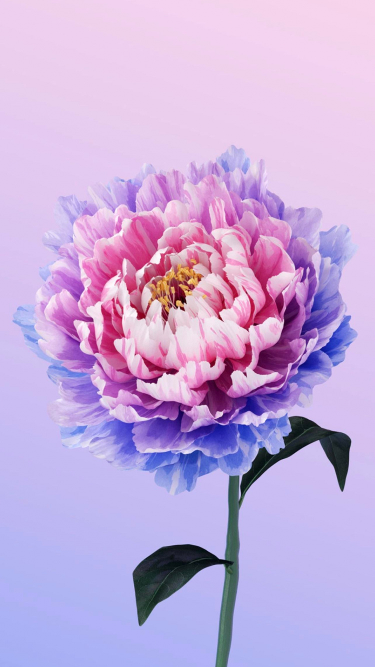 Flower, Alive, Vivo, Peony, Operating System. Wallpaper in 750x1334 Resolution