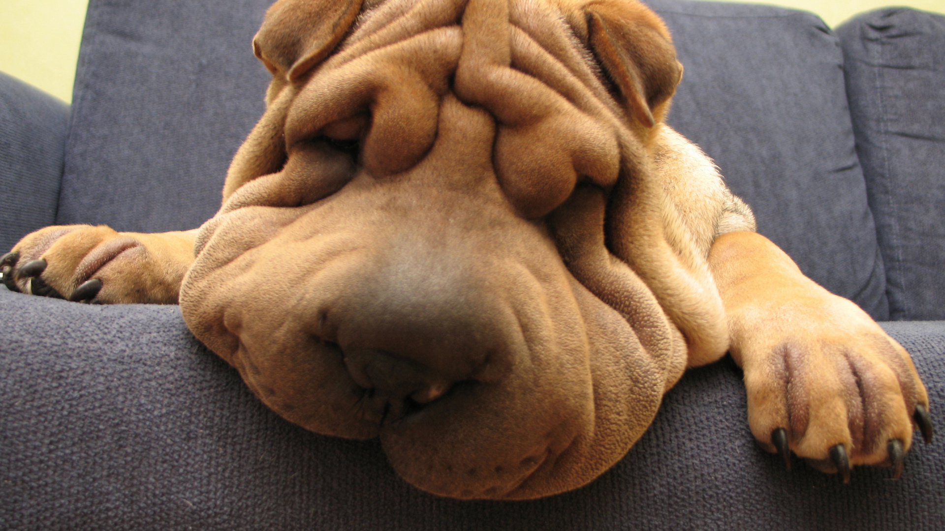 Shar Pei, 小狗, 品种的狗, 鼻子, 繁殖 壁纸 1920x1080 允许