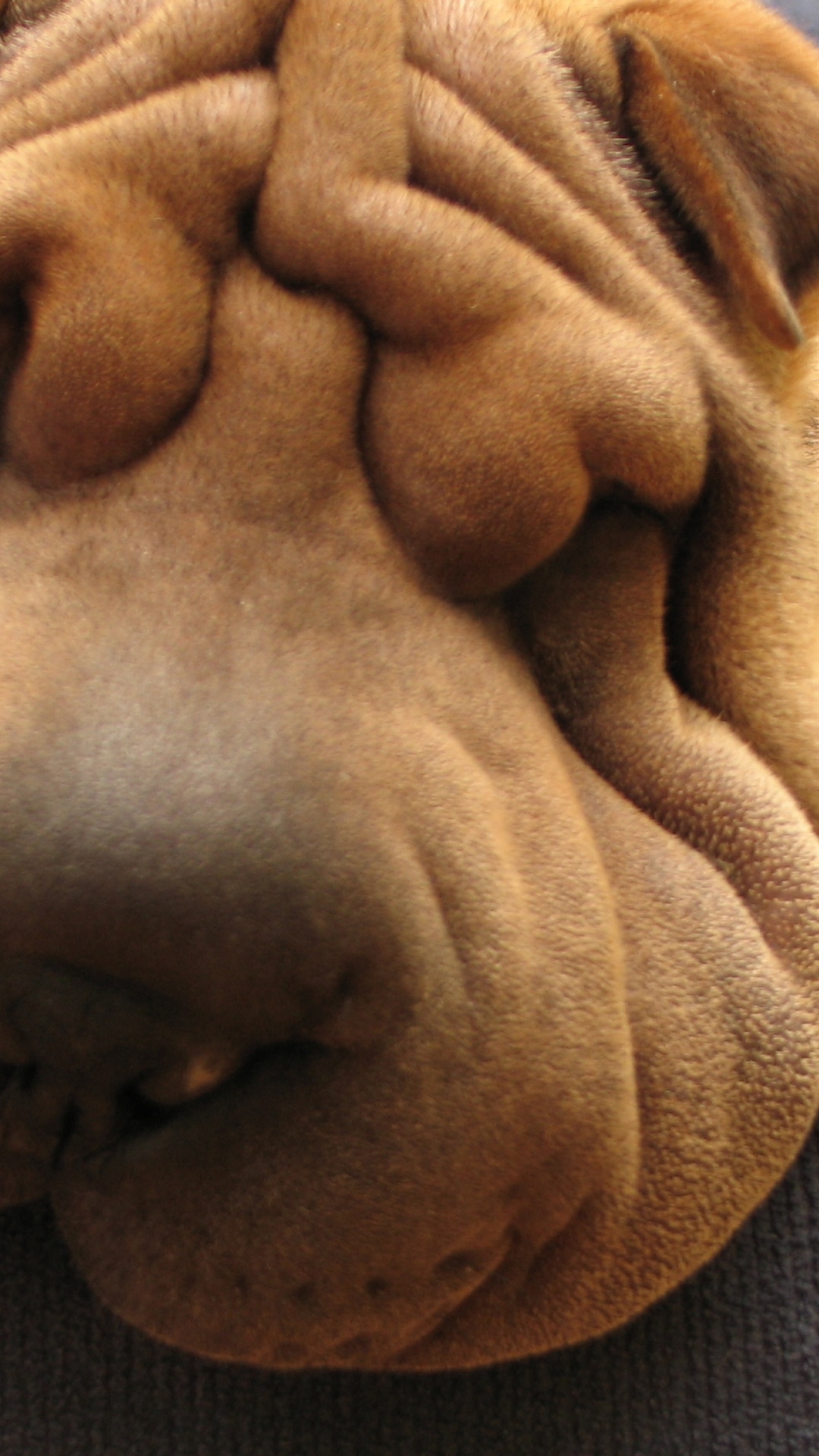 Chien à Poil Court Marron Sur Textile Noir. Wallpaper in 1080x1920 Resolution