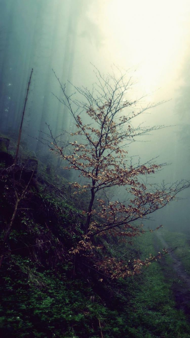 Champ D'herbe Verte Avec du Brouillard. Wallpaper in 750x1334 Resolution