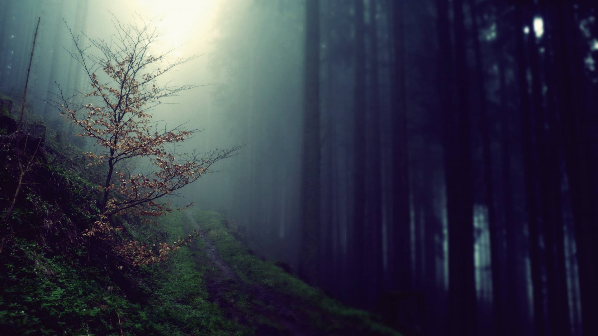 Grüne Wiese Mit Nebel. Wallpaper in 1920x1080 Resolution