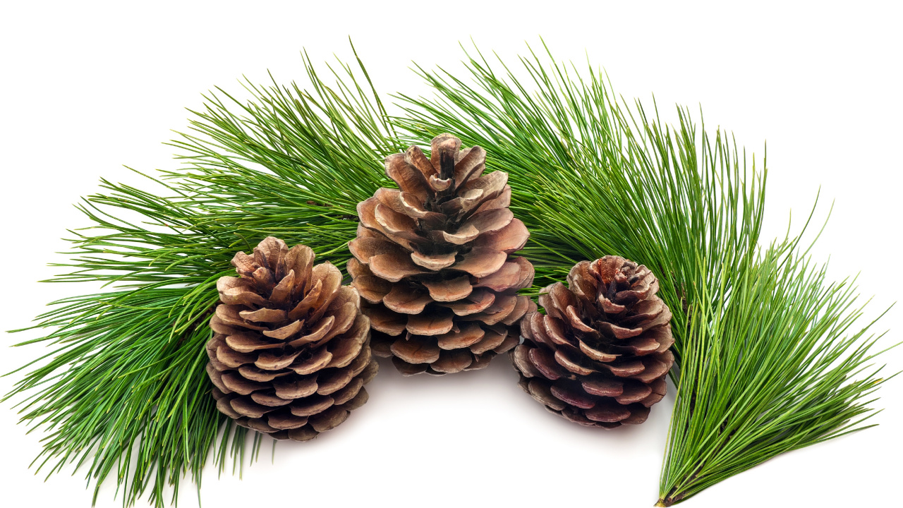 Brown Pine Cone on White Background. Wallpaper in 1280x720 Resolution