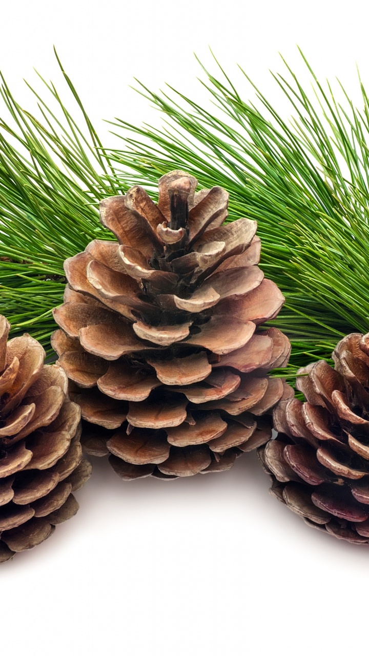 Brown Pine Cone on White Background. Wallpaper in 720x1280 Resolution