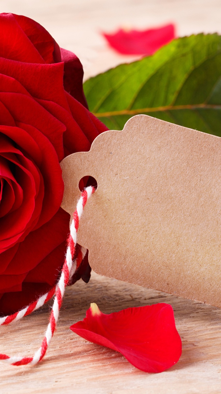 Red Rose on White Textile. Wallpaper in 720x1280 Resolution