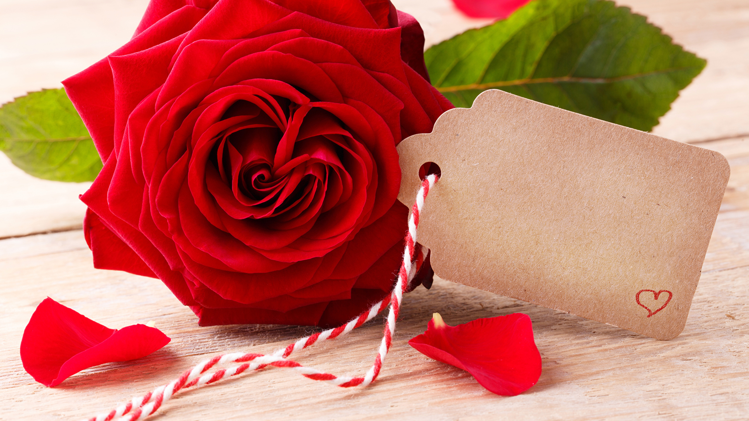 Rose Rouge Sur Textile Blanc. Wallpaper in 2560x1440 Resolution