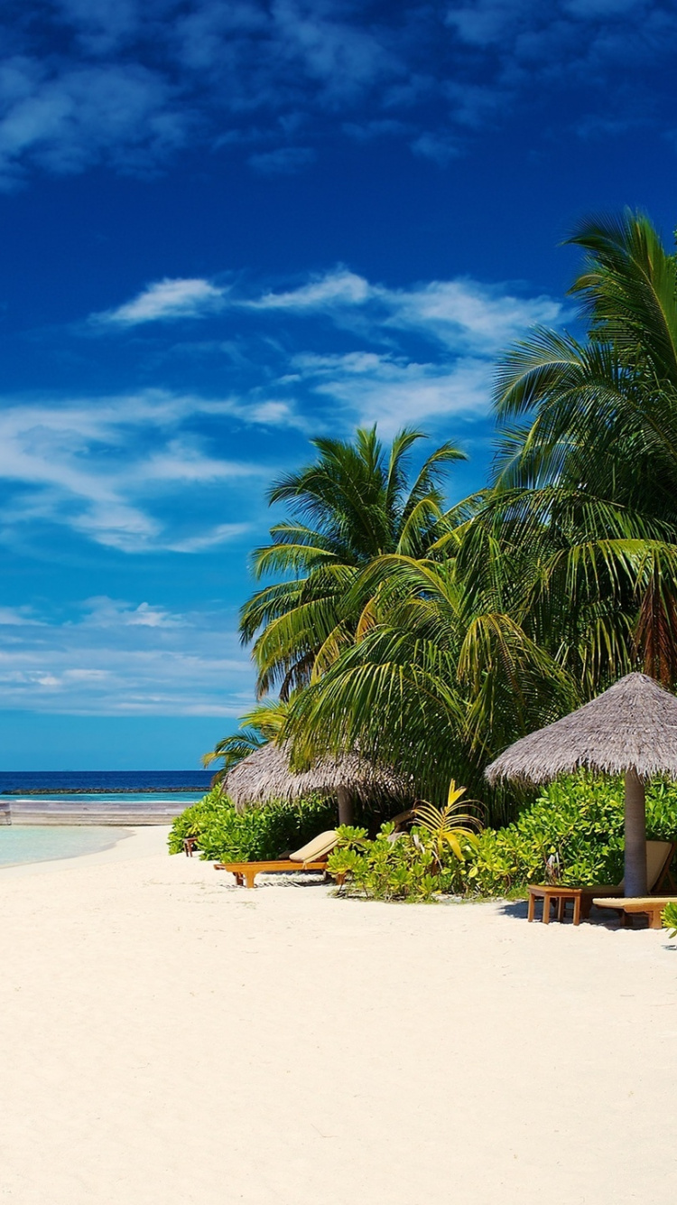 Green Palm Tree on White Sand Beach During Daytime. Wallpaper in 750x1334 Resolution