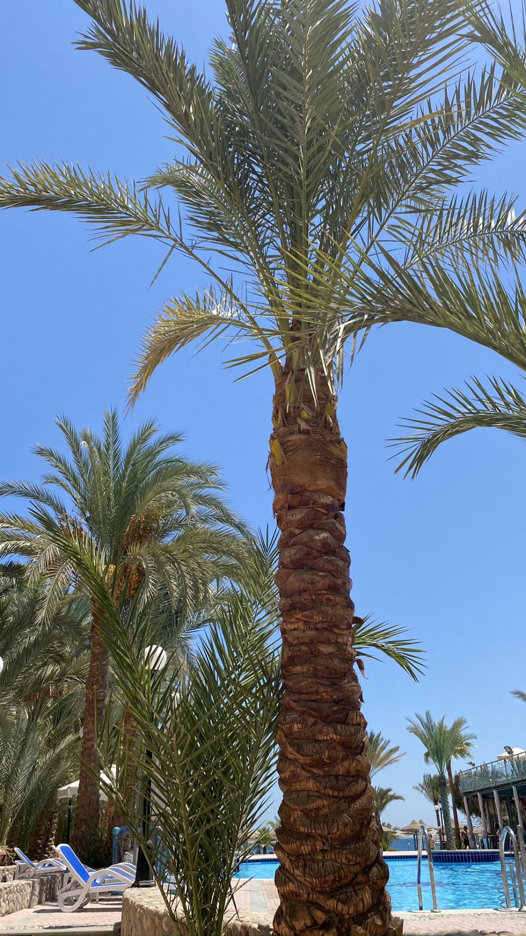 Date Palm, Babassu, Plants, Biology, Science. Wallpaper in 1080x1920 Resolution