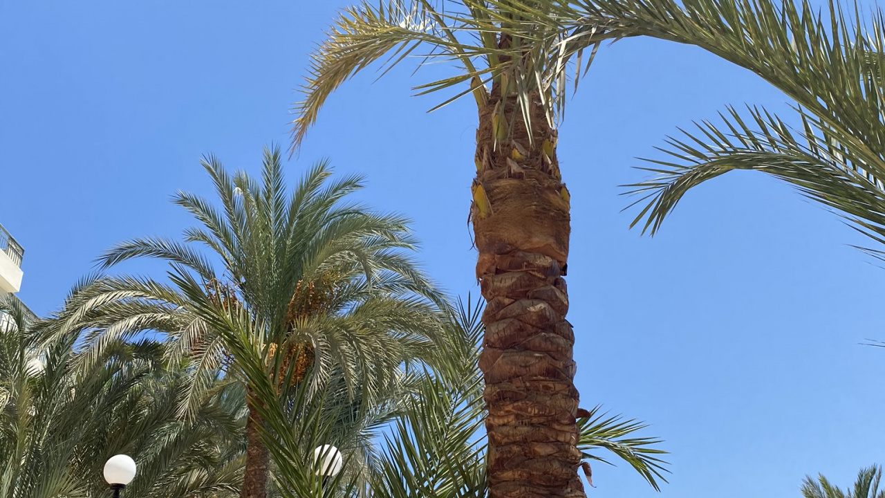 Date Palm, Babassu, Plants, Biology, Science. Wallpaper in 1280x720 Resolution