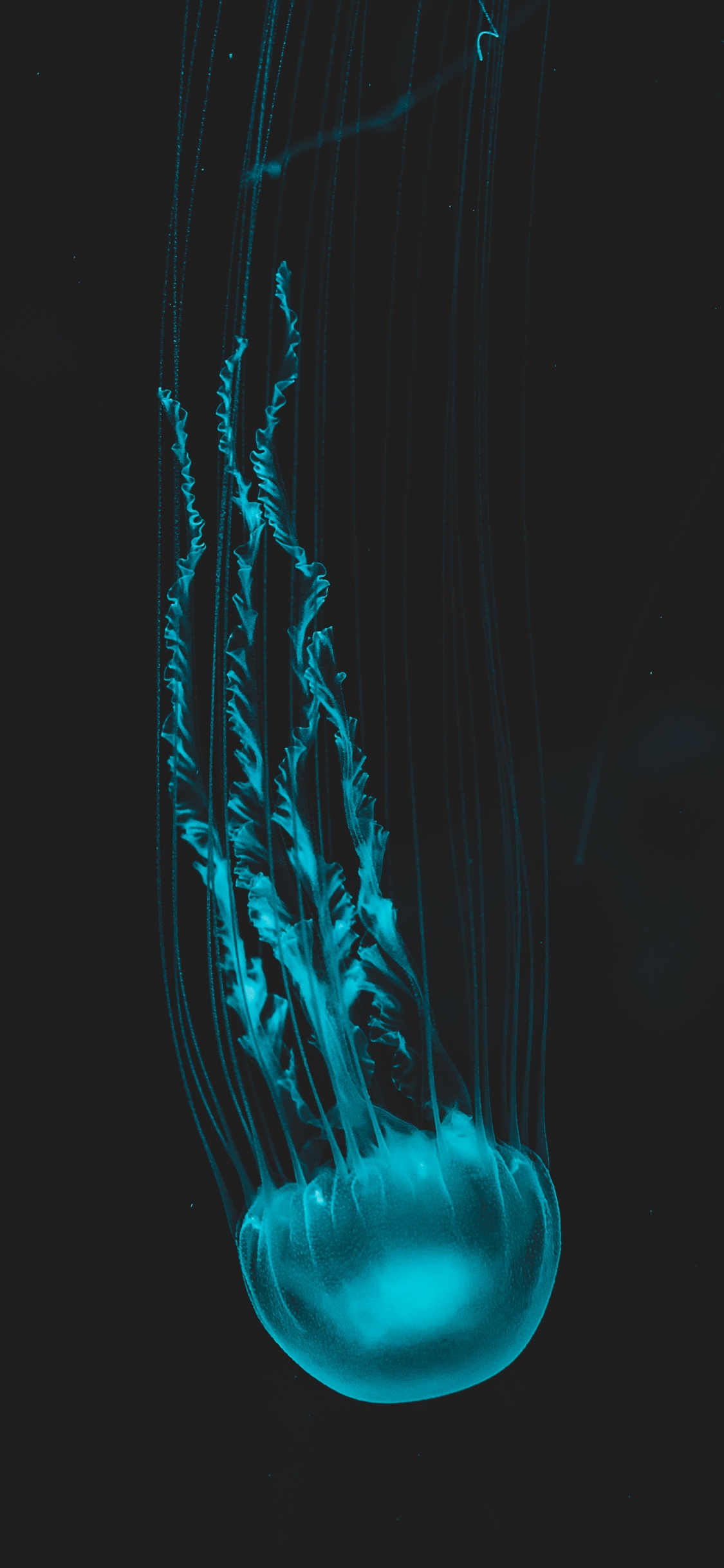 Jellyfish, Human Body, Liquid, Jaw, Water. Wallpaper in 1125x2436 Resolution