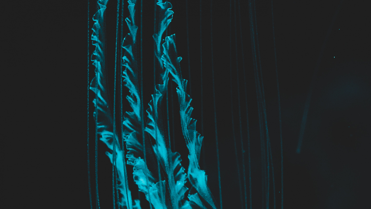 Jellyfish, Human Body, Liquid, Jaw, Water. Wallpaper in 1280x720 Resolution