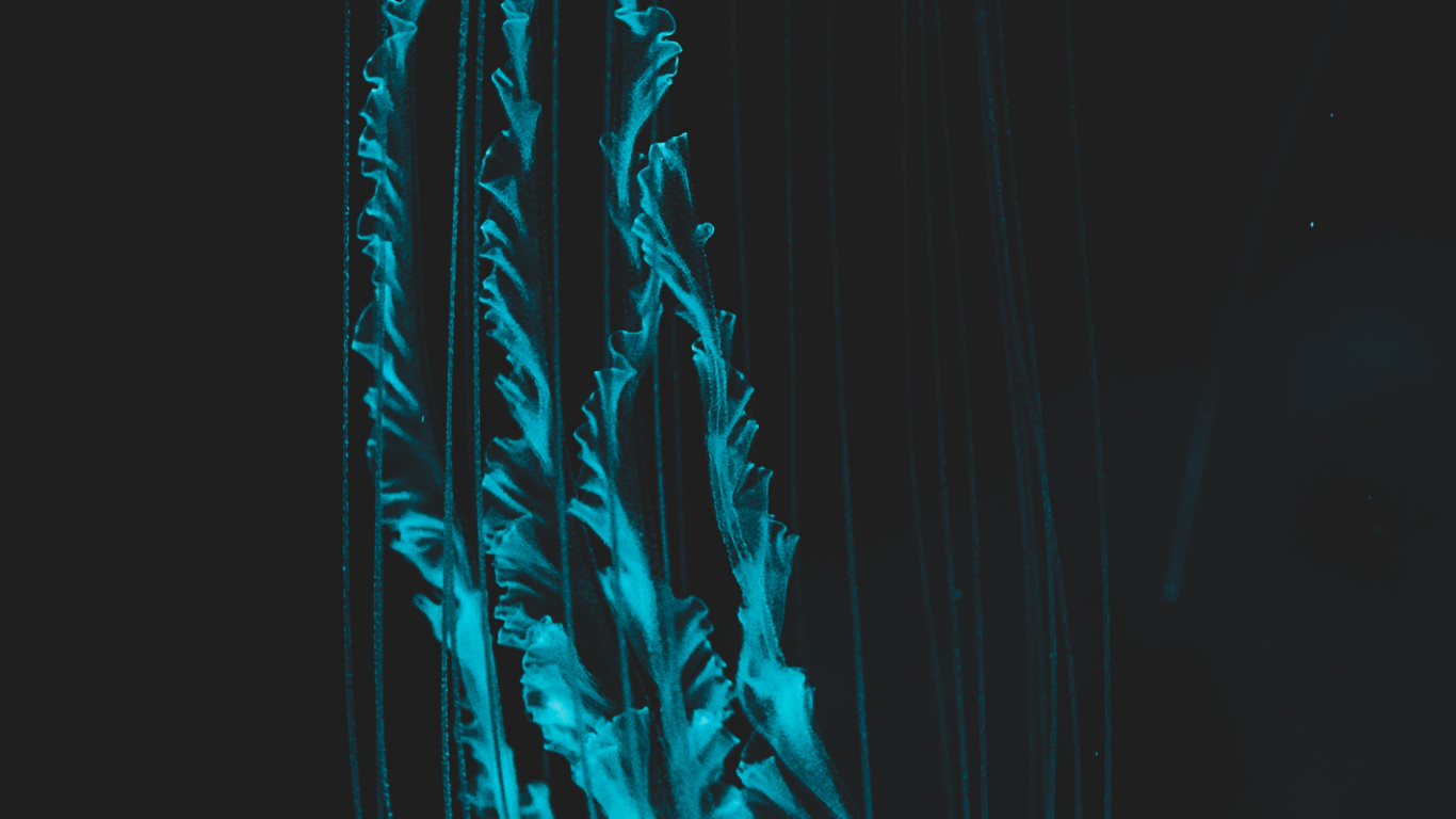 Méduse, Corps Humain, Liquid, Mâchoire, Eau. Wallpaper in 1366x768 Resolution