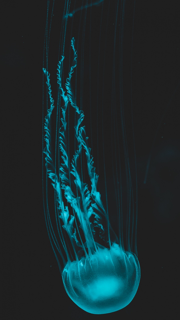 Méduse, Corps Humain, Liquid, Mâchoire, Eau. Wallpaper in 720x1280 Resolution