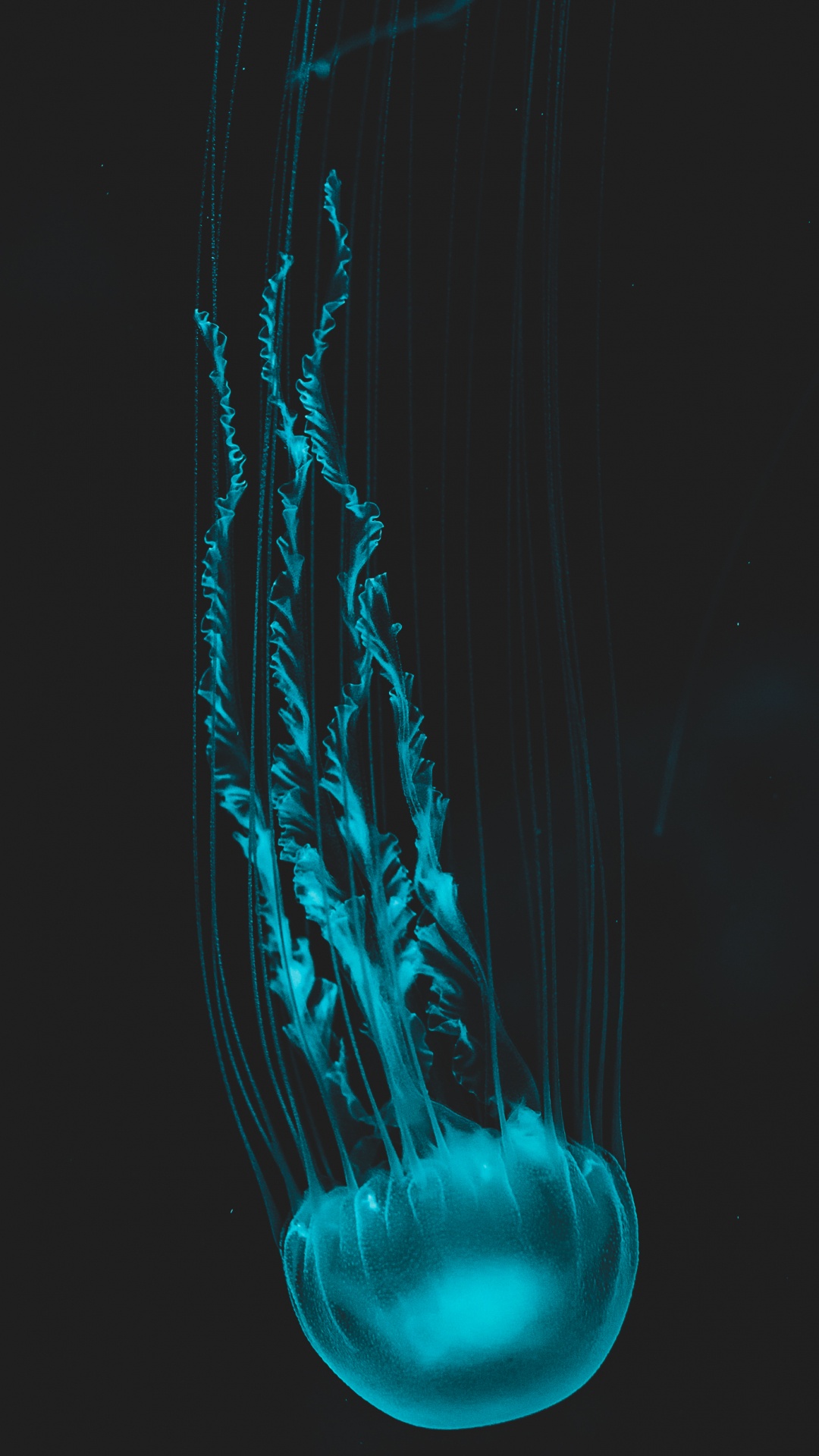 Qualle, Menschlichen Körper, Kiefer, Wasser, Wirbellose. Wallpaper in 1080x1920 Resolution