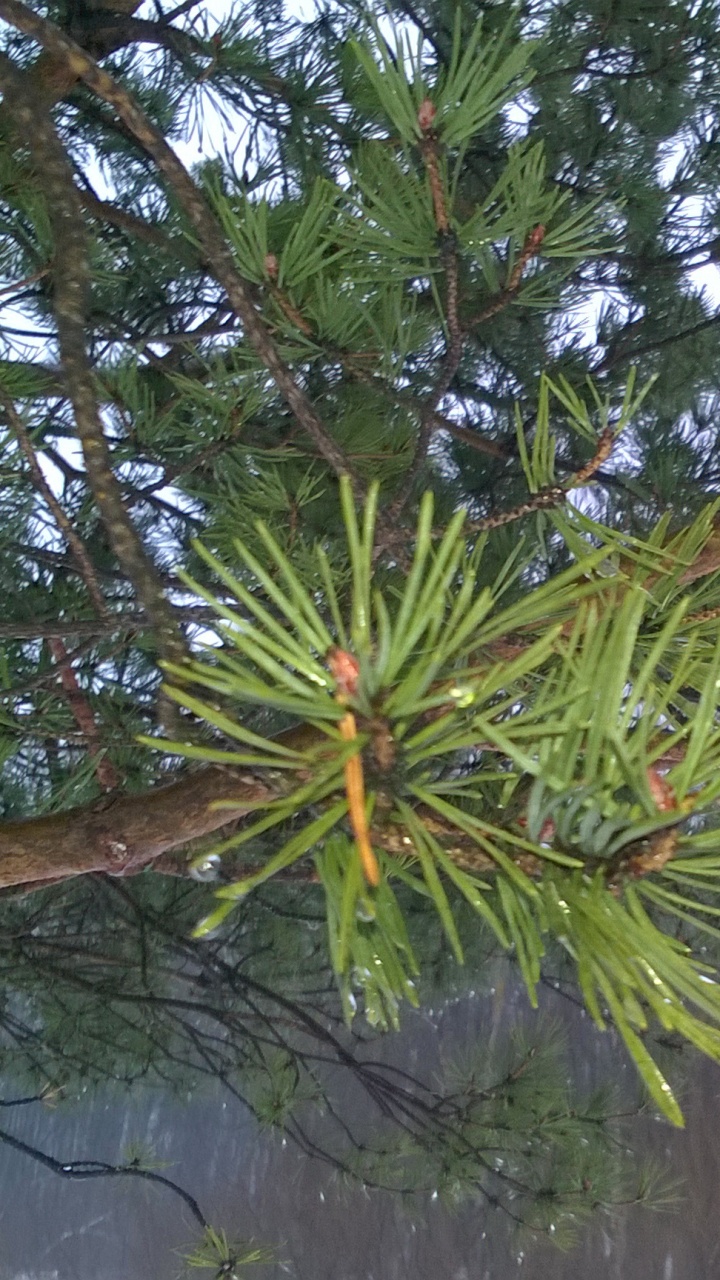 植被, 菌群, 生物群落, 针叶树, 热带地区 壁纸 720x1280 允许