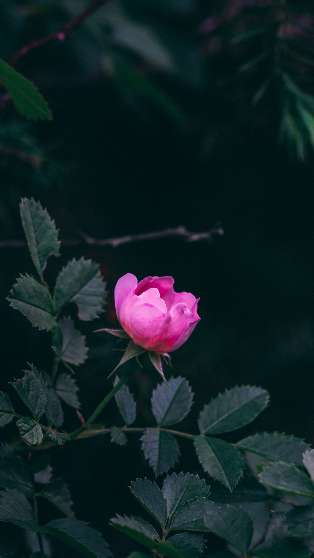 Pink Rose in Bloom During Daytime. Wallpaper in 1080x1920 Resolution