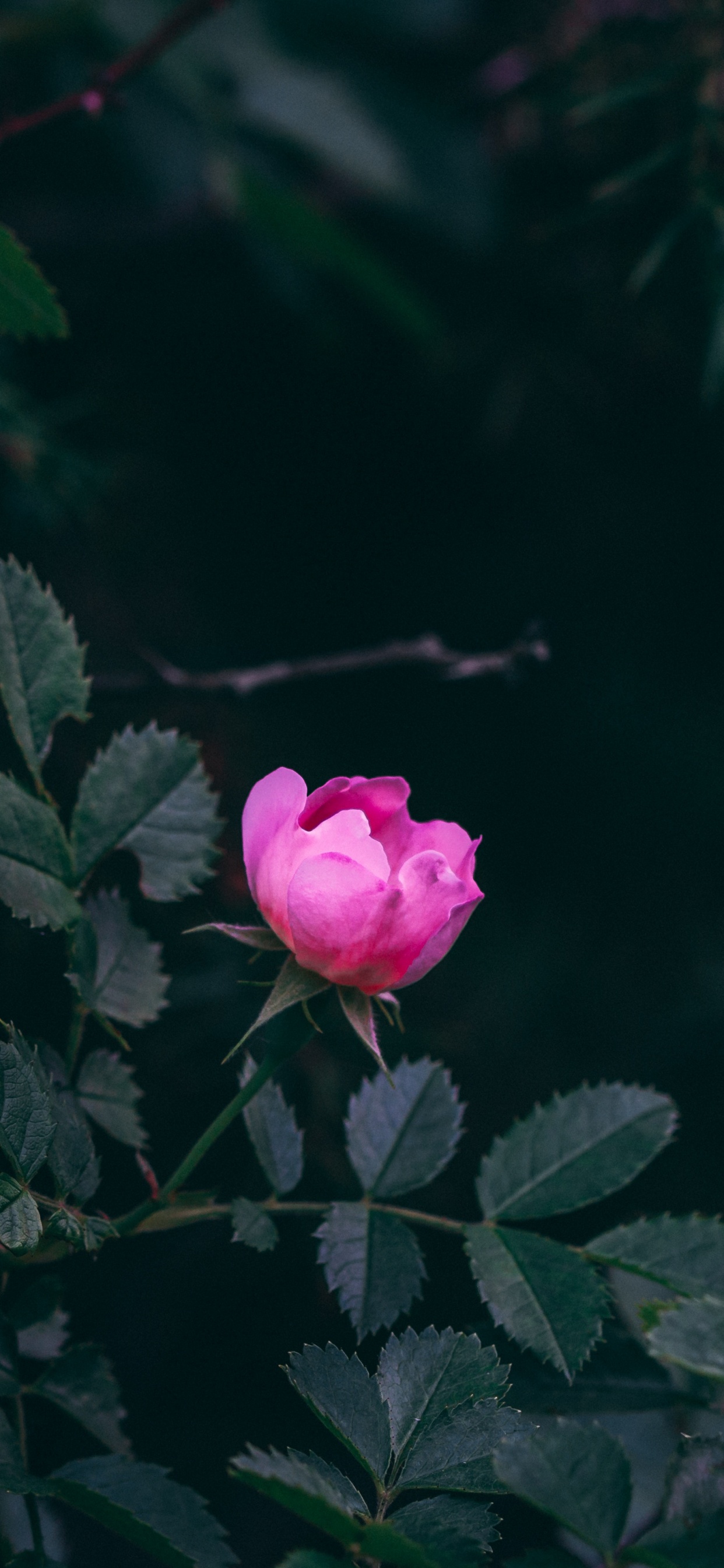 Pink Rose in Bloom During Daytime. Wallpaper in 1242x2688 Resolution