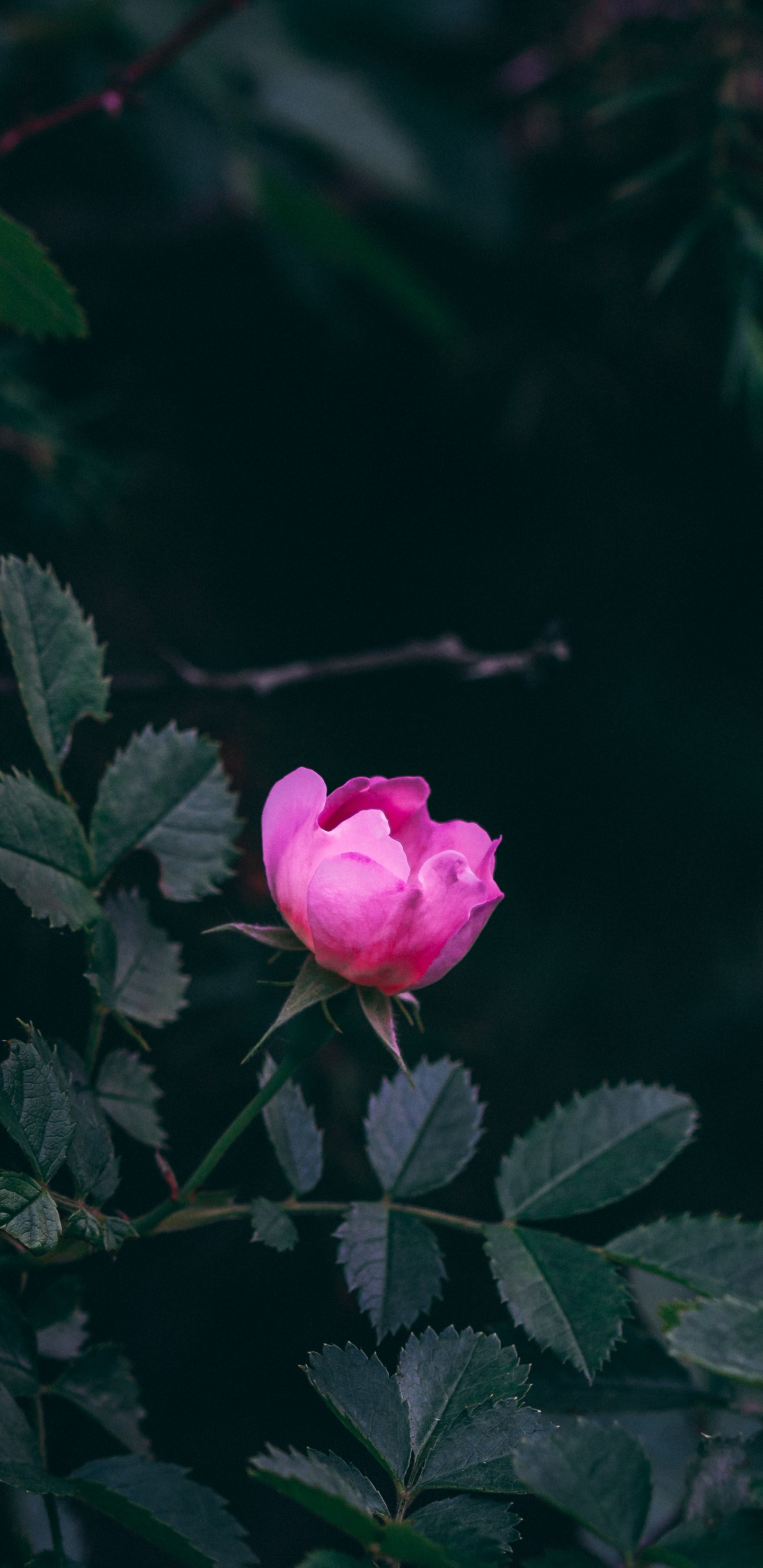 Pink Rose in Bloom During Daytime. Wallpaper in 1440x2960 Resolution