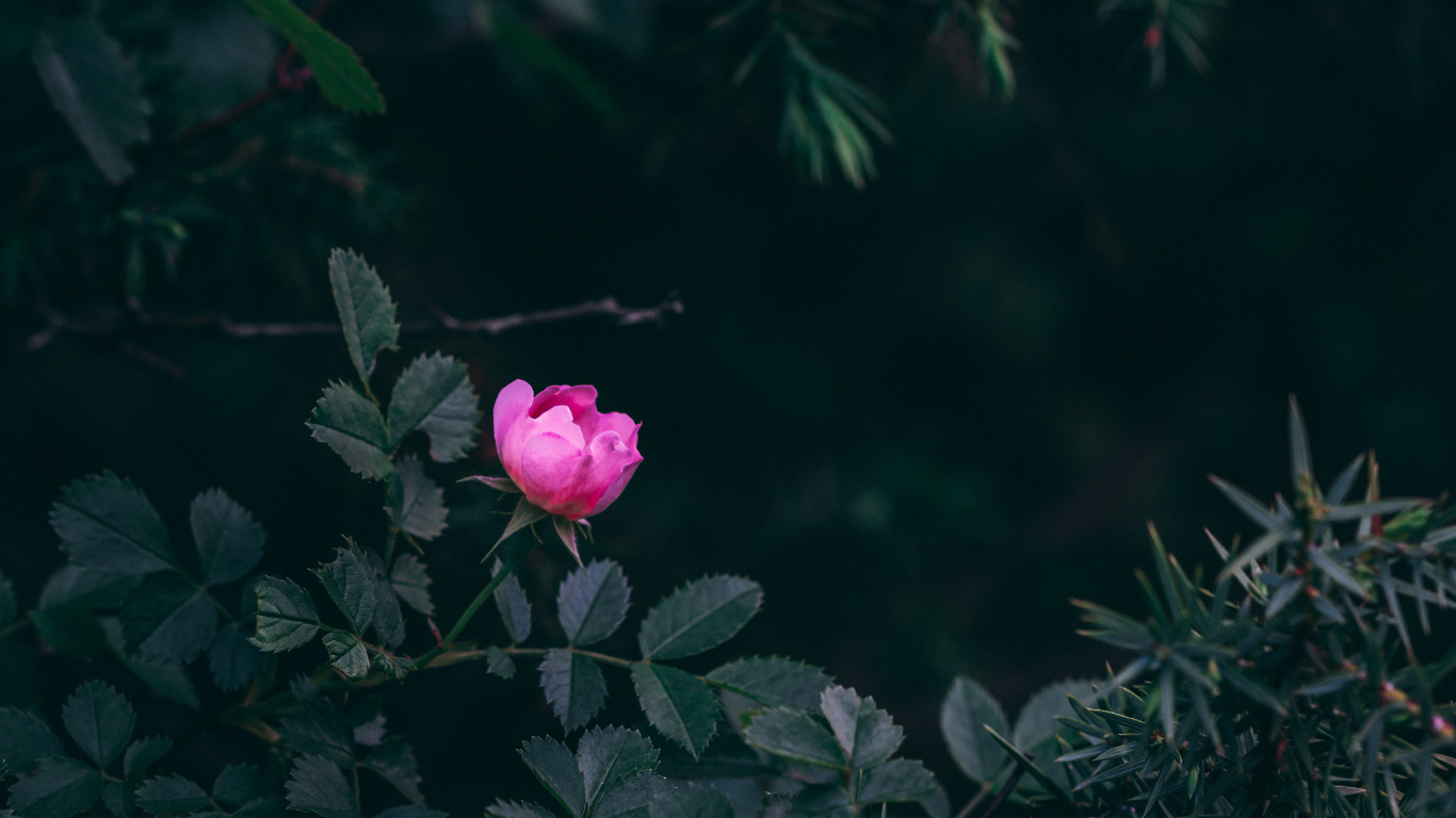 Rosa Rose Blüht Tagsüber. Wallpaper in 1366x768 Resolution