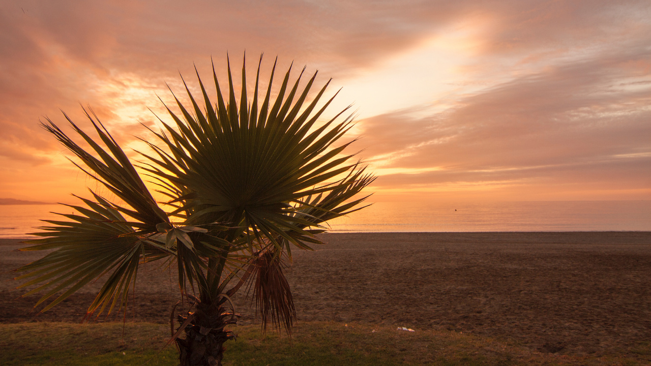 Palmera Cerca Del Cuerpo de Agua Durante la Puesta de Sol. Wallpaper in 1280x720 Resolution