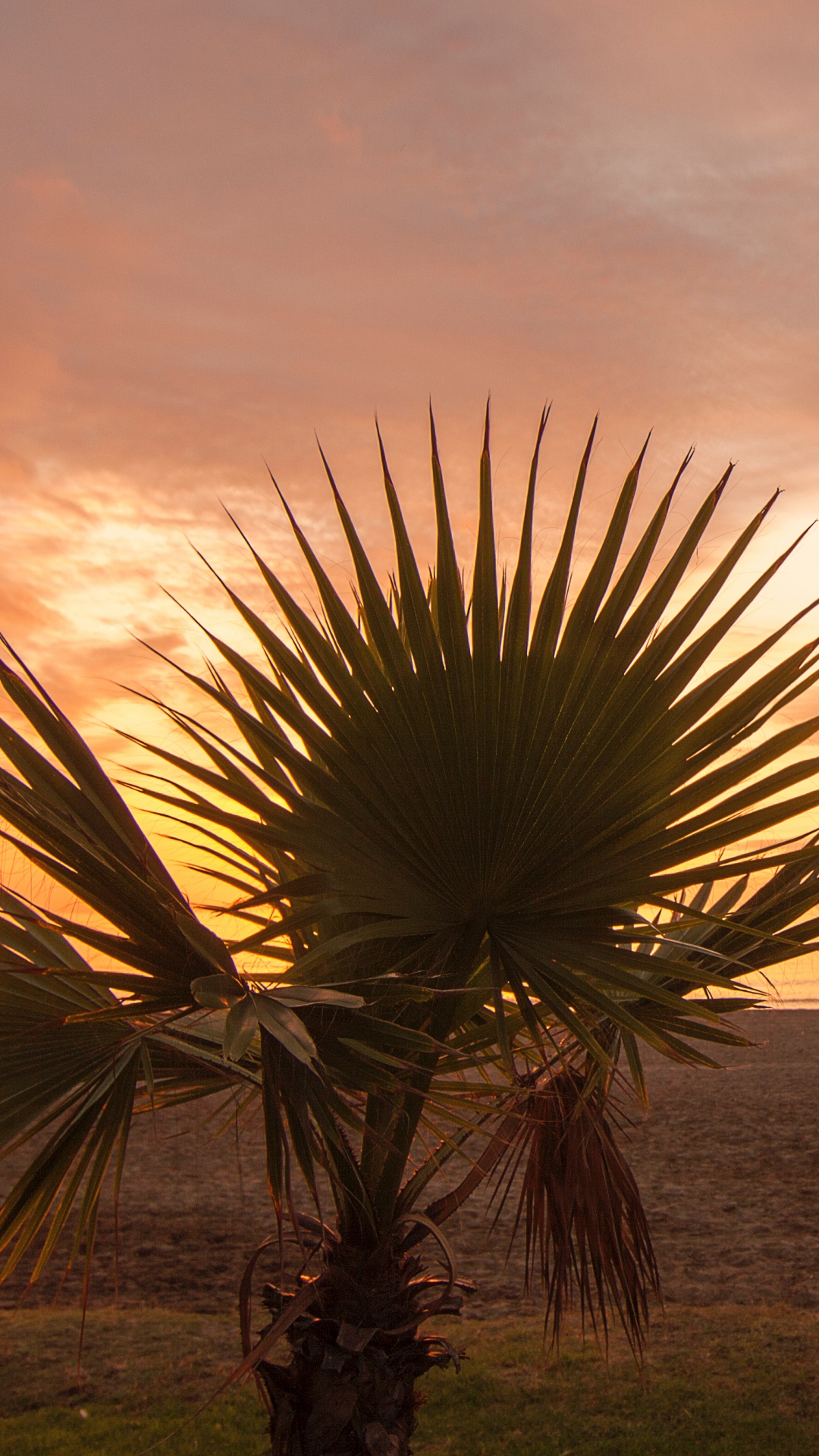 Palme in Der Nähe Eines Gewässers Bei Sonnenuntergang. Wallpaper in 1080x1920 Resolution