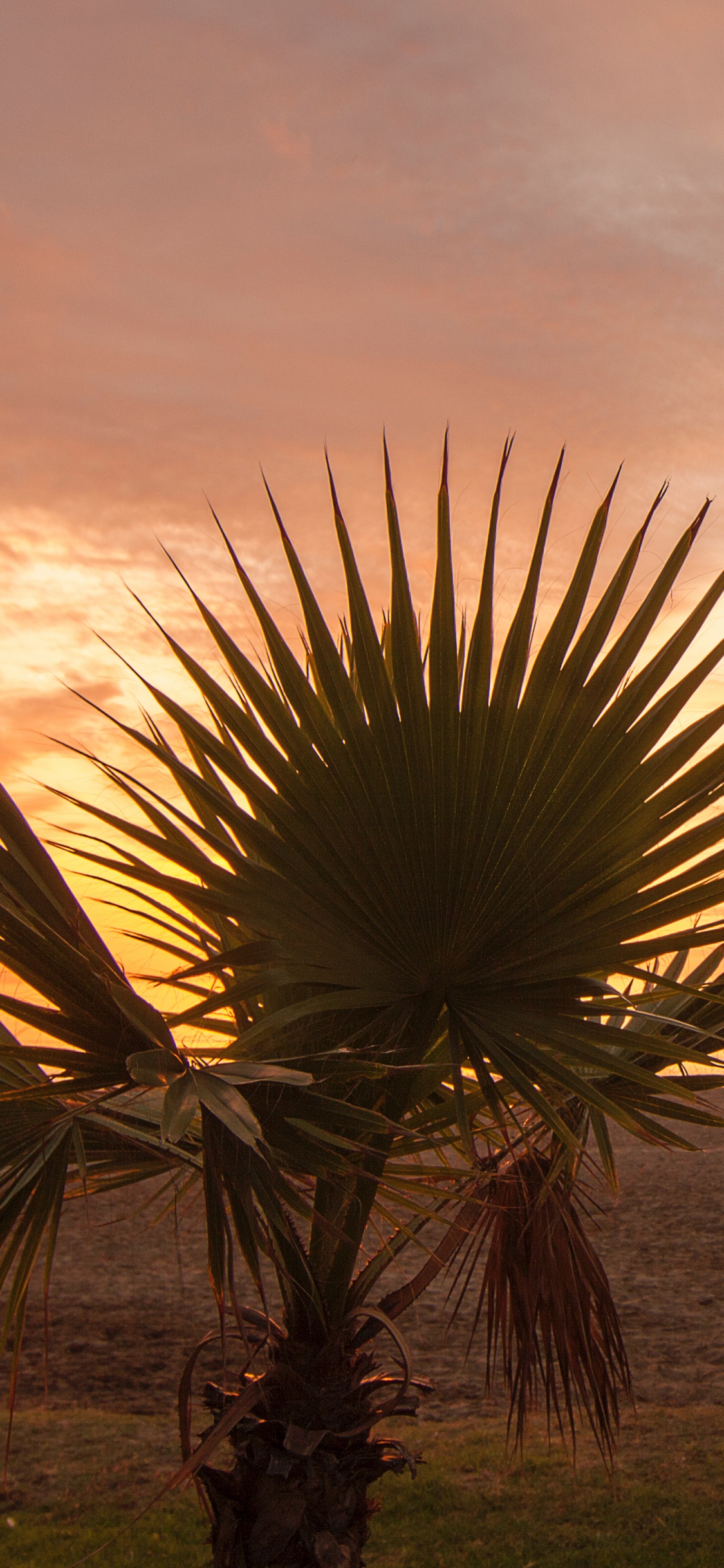 Palme in Der Nähe Eines Gewässers Bei Sonnenuntergang. Wallpaper in 1125x2436 Resolution