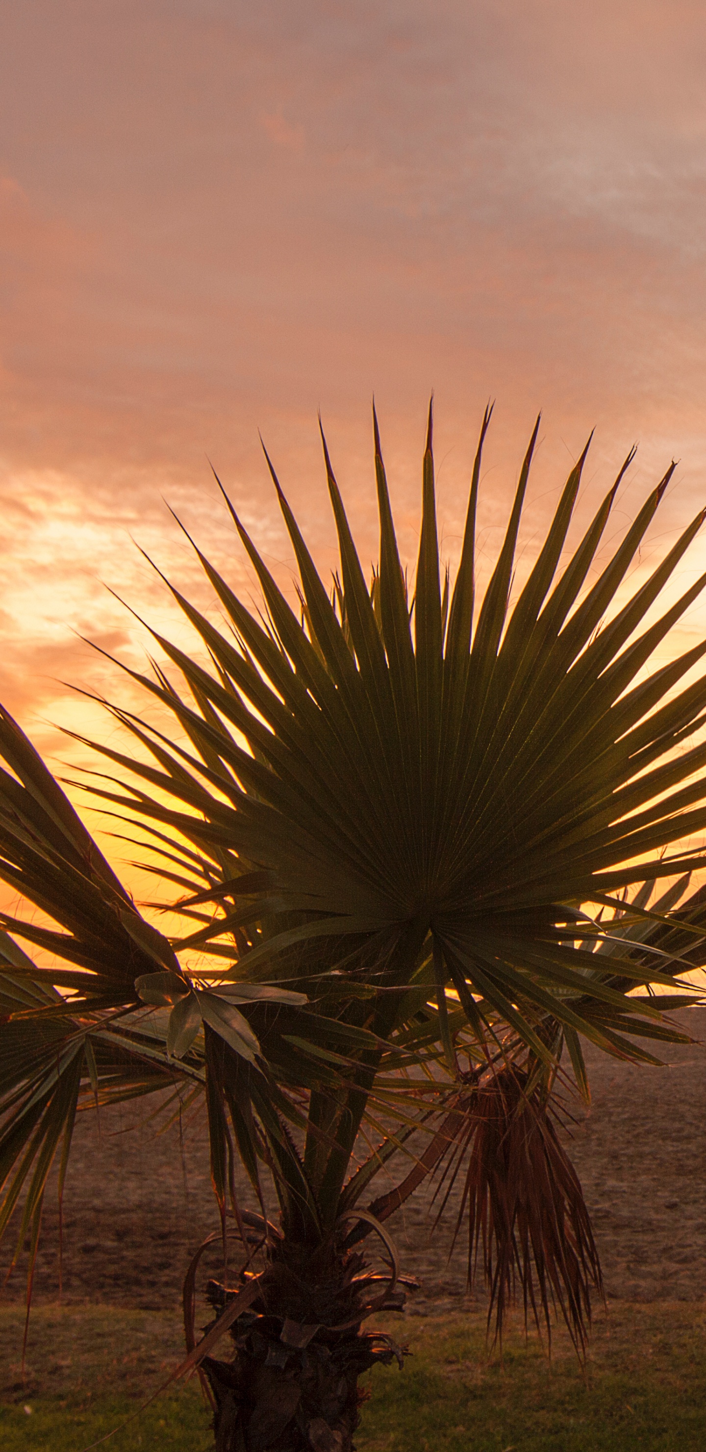 Palme in Der Nähe Eines Gewässers Bei Sonnenuntergang. Wallpaper in 1440x2960 Resolution