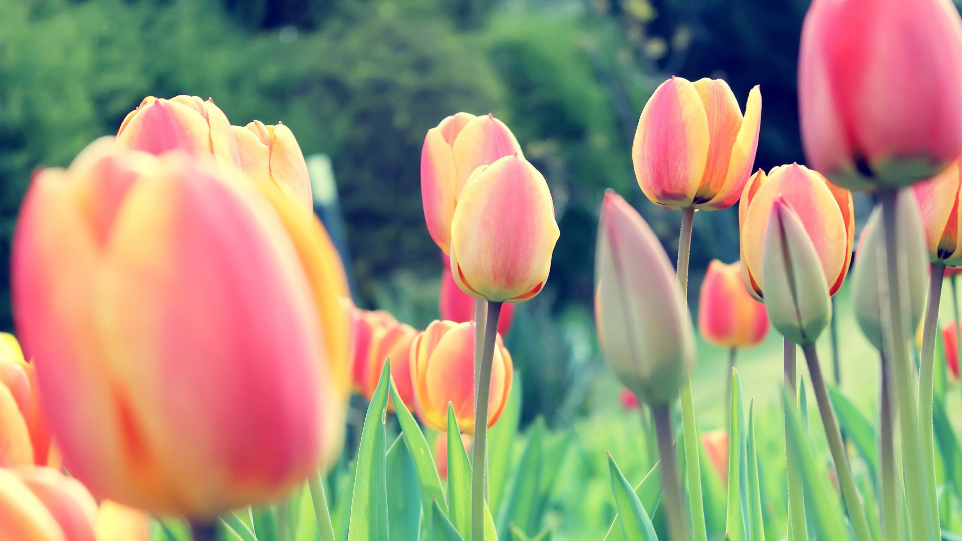 Pink Tulips in Bloom During Daytime. Wallpaper in 1920x1080 Resolution