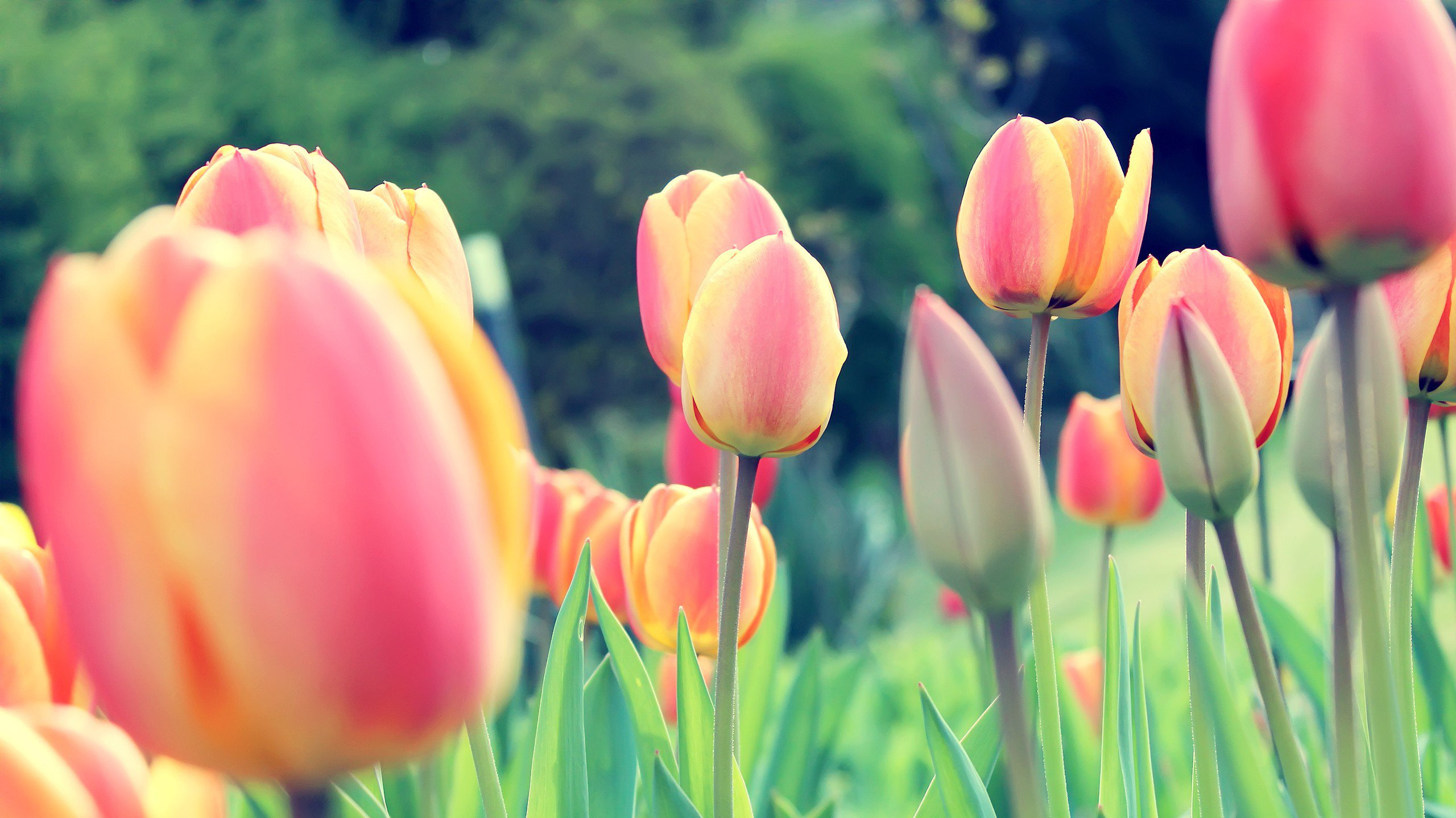 Pink Tulips in Bloom During Daytime. Wallpaper in 2560x1440 Resolution