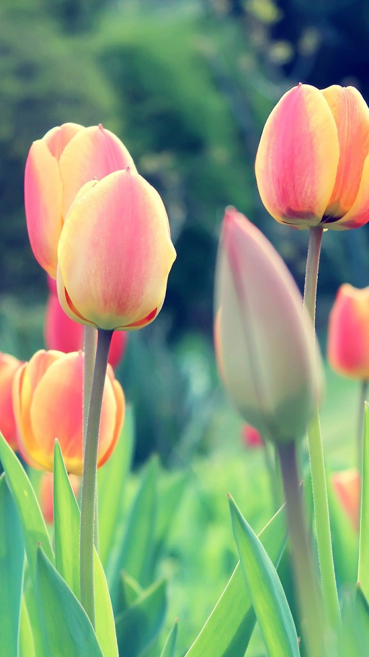 Pink Tulips in Bloom During Daytime. Wallpaper in 720x1280 Resolution