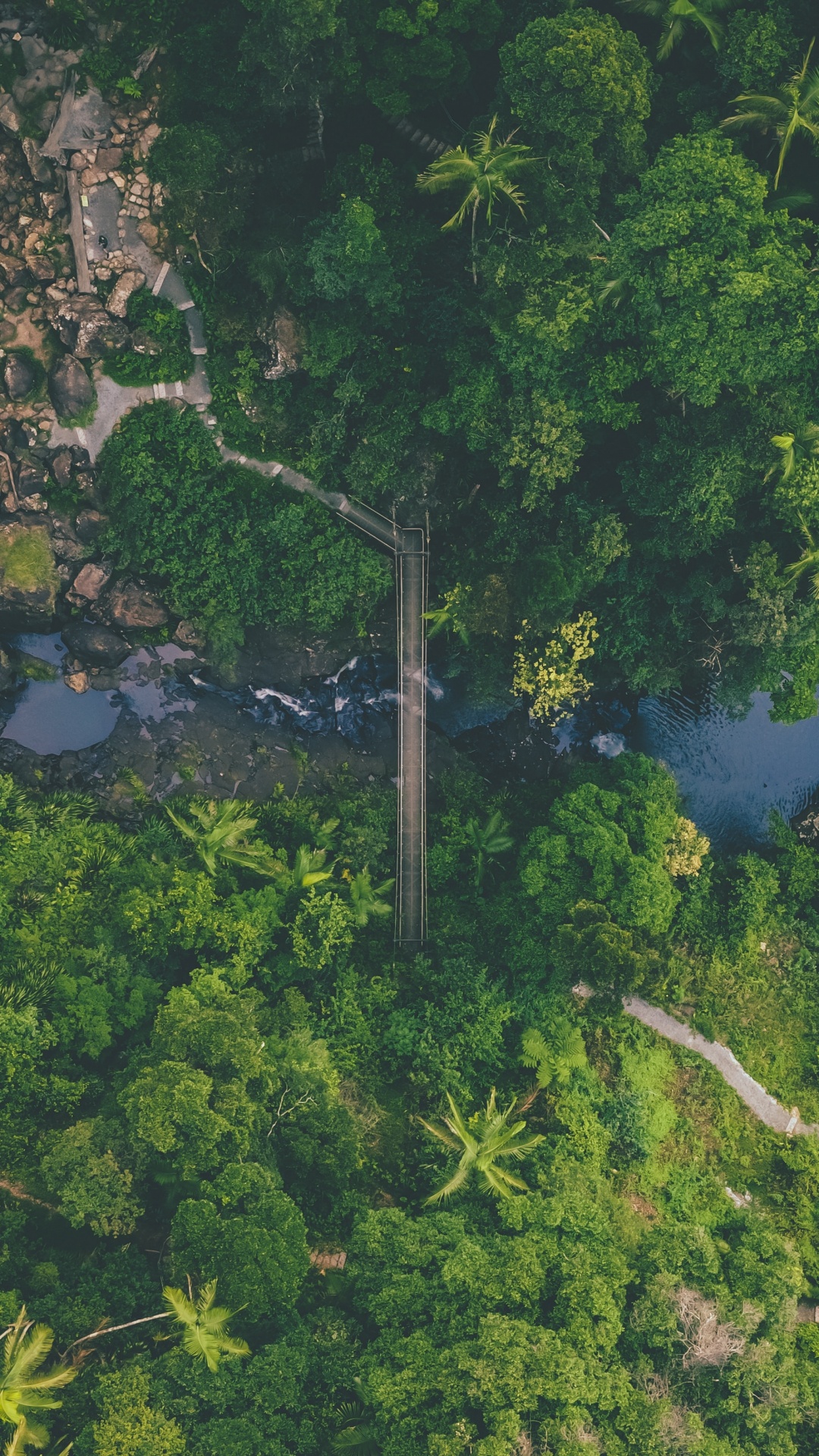 Jungle, Végétation, Nature, Green, la Réserve Naturelle De. Wallpaper in 1080x1920 Resolution