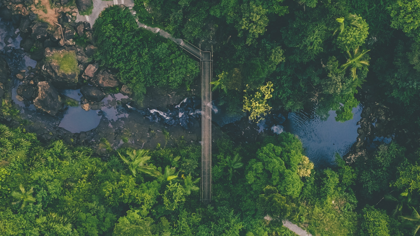 Jungle, Végétation, Nature, Green, la Réserve Naturelle De. Wallpaper in 1366x768 Resolution