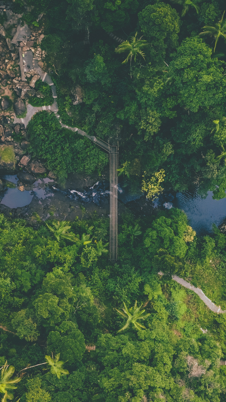 Jungle, Végétation, Nature, Green, la Réserve Naturelle De. Wallpaper in 750x1334 Resolution