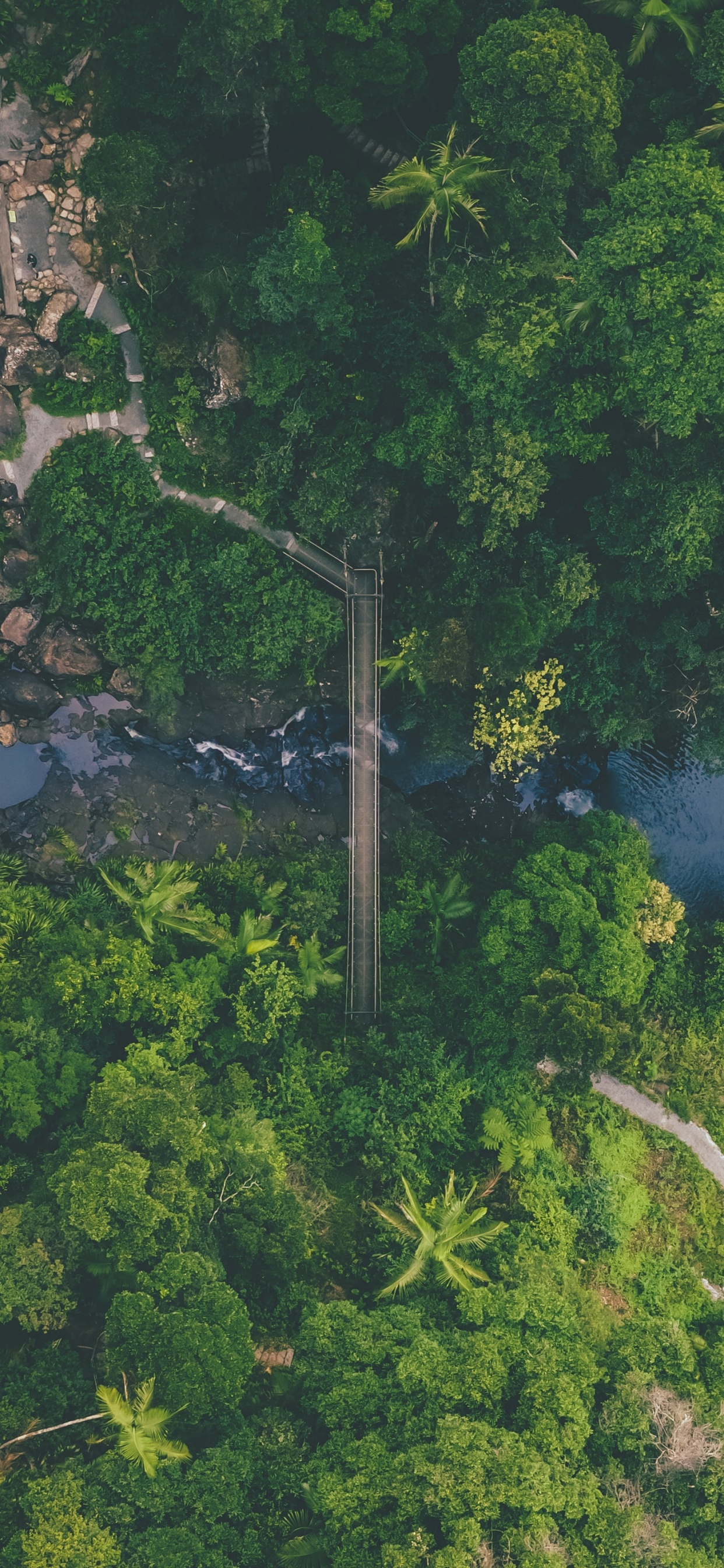 Jungle, Vegetation, Nature, Green, Nature Reserve. Wallpaper in 1242x2688 Resolution